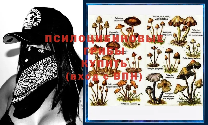 Галлюциногенные грибы Psilocybe  Любань 